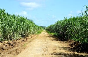EE.UU. aumenta 6.3 % la cuota de azúcar dominicana para 2027