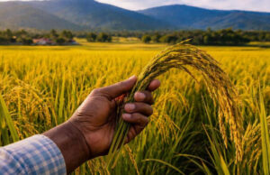 Gobierno elimina régimen de protección arancelaria para las importaciones de arroz